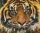 Pixelhobby  806141 Tigris szett 6 alaplapos  (30,5x25,4 cm)