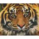 Pixelhobby  806141 Tigris szett 6 alaplapos  (30,5x25,4 cm)