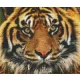 Pixelhobby  806141 Tigris szett 6 alaplapos  (30,5x25,4 cm)
