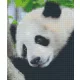 Pixelhobby  806150 Panda szett 6 alaplapos  (25,4x30,5 cm)