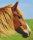 Pixelhobby  806154 Ló szett 6 alaplapos  (25,4x30,5 cm)