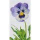 Pixelhobby  806161 Virág szett 6 alaplapos  (20,3x38,1 cm)
