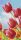Pixelhobby  806168 Tulipán mező szett 6 alaplapos  (20,3x38,1cm)