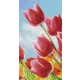 Pixelhobby  806168 Tulipán mező szett 6 alaplapos  (20,3x38,1cm)