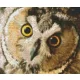 Pixelhobby  806170 Bagoly szett 6 alaplapos  (30,5x25,4 cm)