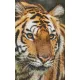 Pixelhobby  808079 Tigris szett 8 alaplapos  (25,4x40,6 cm)