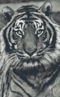 Pixelhobby  808086 Fekete fehér tigris szett 8 alaplapos  (25,4x40,6 cm)