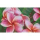 Pixelhobby  808108 Virág (40,6cmx25,4cm) 8 alaplapos szett