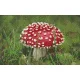 Pixelhobby  808113 Gomba (40,6cmx25,4cm) 8 alaplapos szett