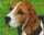 Pixelhobby  801312 Beagle (10,1x12,7cm)