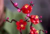 LEGO Botanicals 10369 Szilvavirág