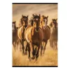 Füzet kockás STREET A/4 54 lapos Horses