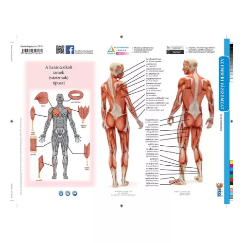 Tanulói munkalap STIEFEL A/4 Emberi vázizomzat