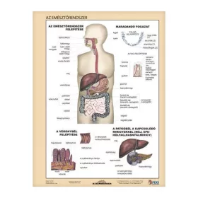Tanulói munkalap STIEFEL A/4 emésztőrendszer - emésztés