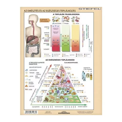 Tanulói munkalap STIEFEL A/4 emésztőrendszer - emésztés