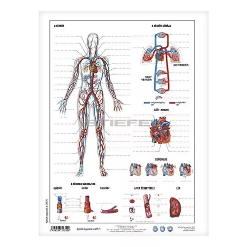Tanulói munkalap STIEFEL A/4 vérkeringés