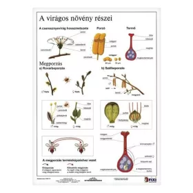 Tanulói munkalap STIEFEL A/4 virágos növény részei