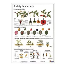 Tanulói munkalap STIEFEL A/4 virág és a termés